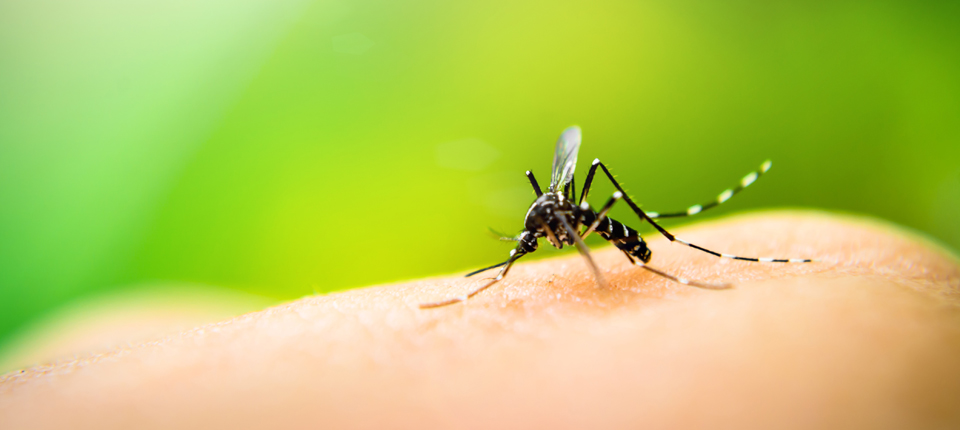 Zika: The Five Things You May Not Know